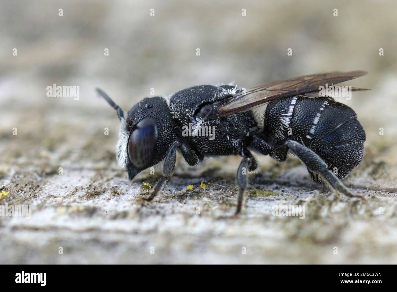 Gros plan détaillé sur une petite abeille en résine blindée de crénelée méditerranéenne, Heriades crenulatus dans le Gard, France Banque D'Images