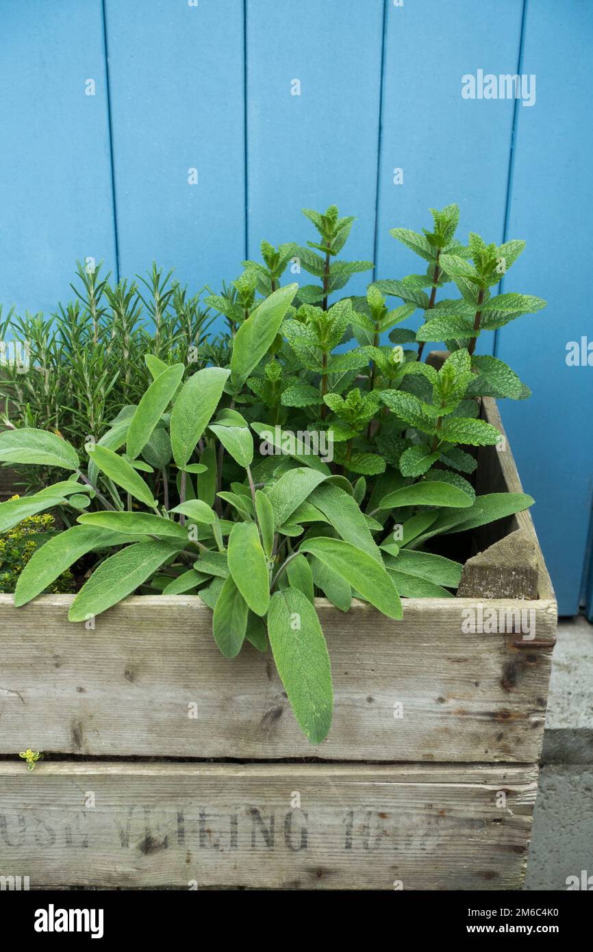 Boîte en bois avec herbes culinaires Banque D'Images