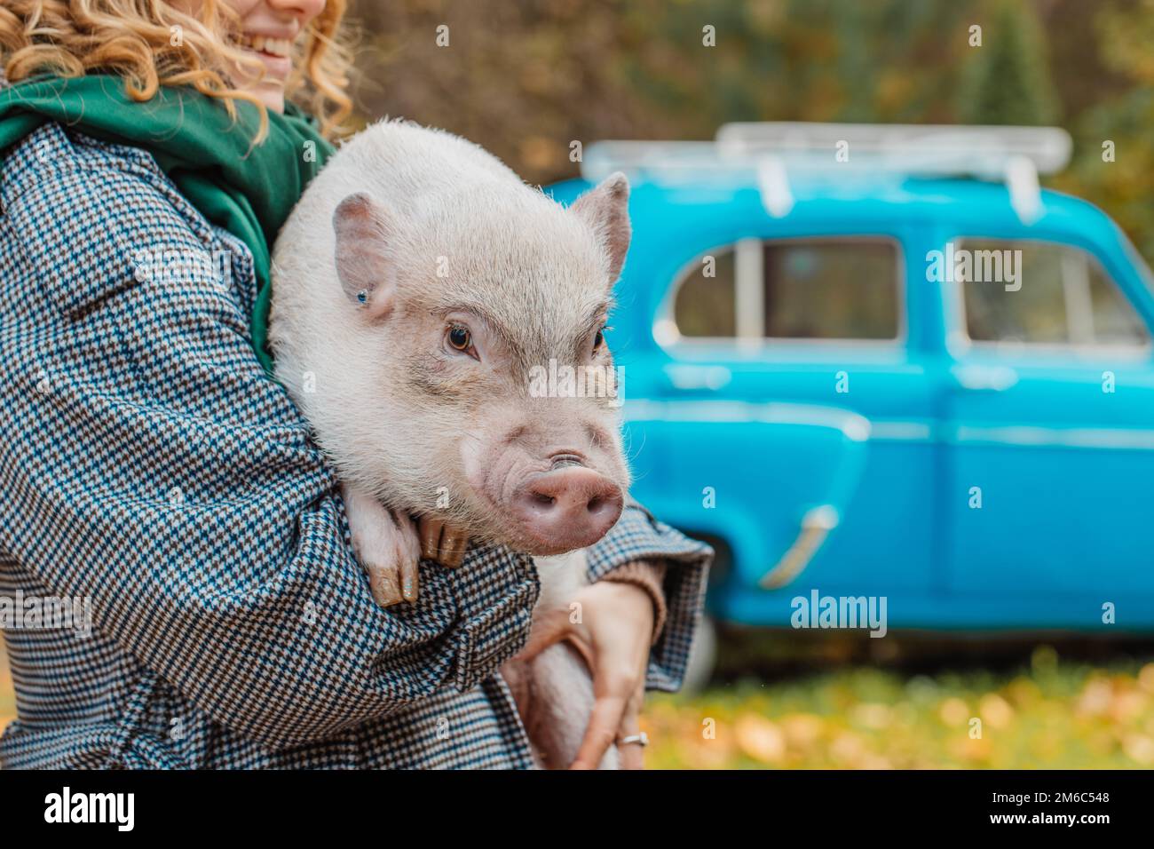 La fille dans ses bras tient un mini-cochon blanc Banque D'Images