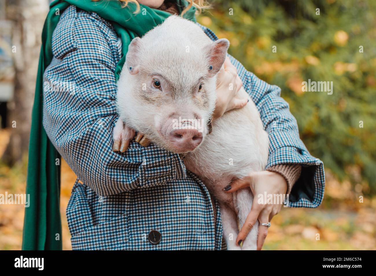 La fille dans ses bras tient un mini-cochon blanc Banque D'Images