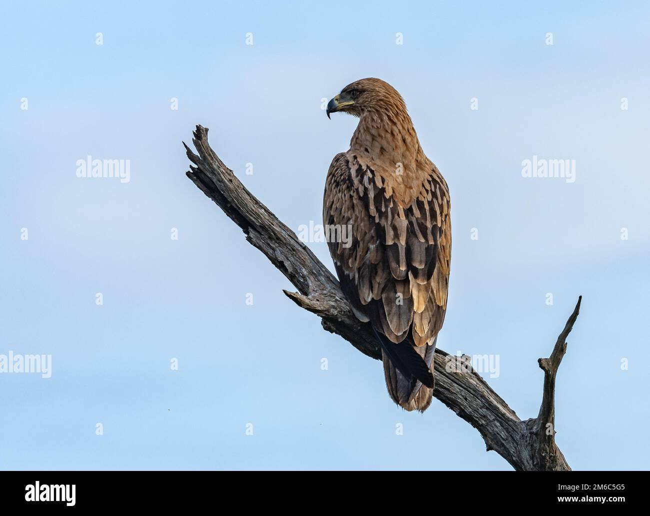 Un aigle tawny (Aquila rapax) perché sur une branche morte. Parc national Kruger, Afrique du Sud. Banque D'Images