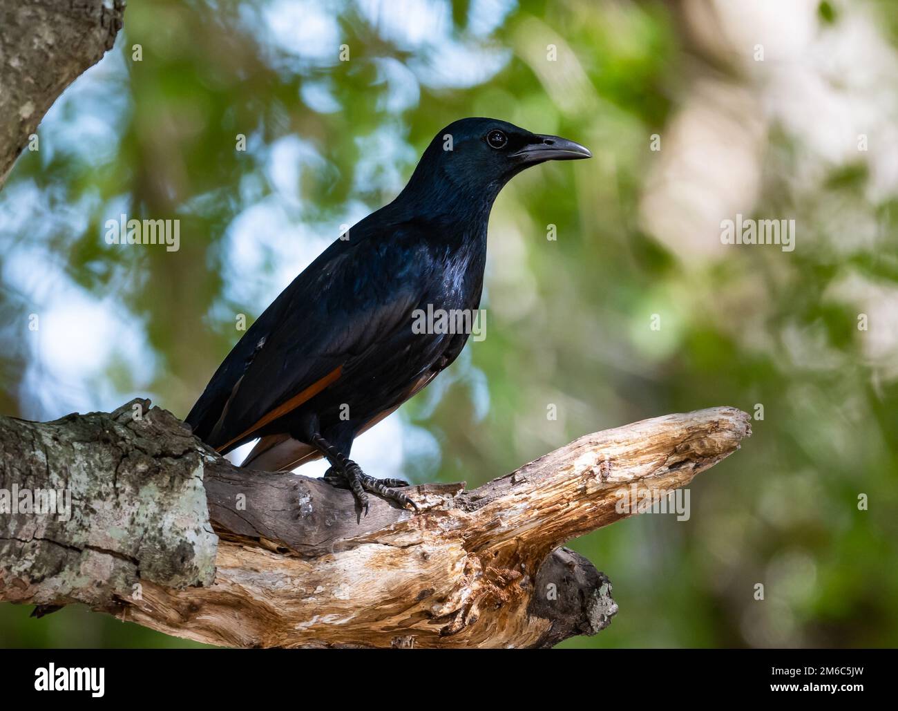 Un Starling à ailes rouges (Onychognathus morio) perché sur une branche. Parc national Kruger, Afrique du Sud. Banque D'Images