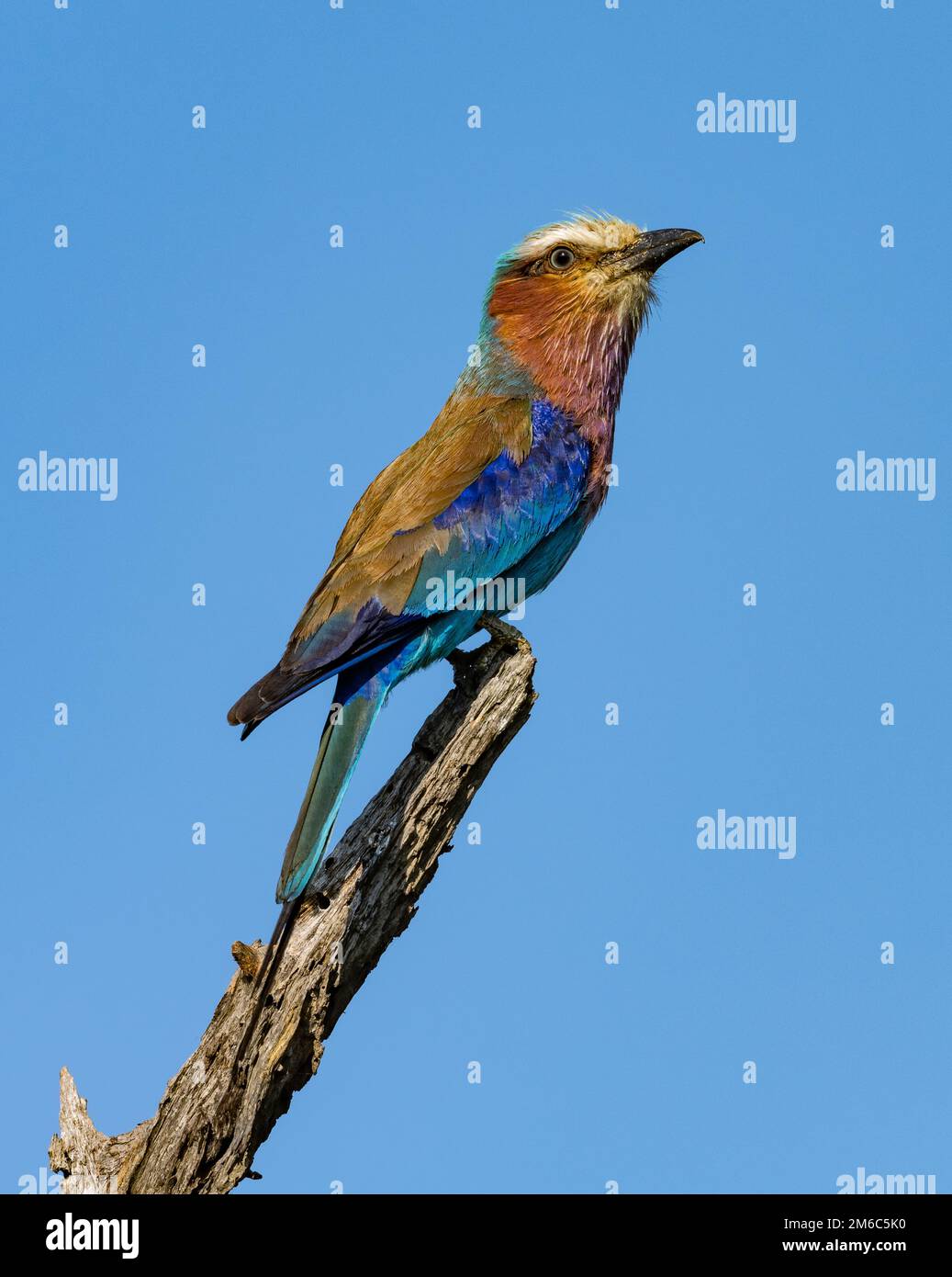 Un rouleau à breasted au lilas (Coracias caudatus) perché sur une branche. Parc national Kruger, Afrique du Sud. Banque D'Images