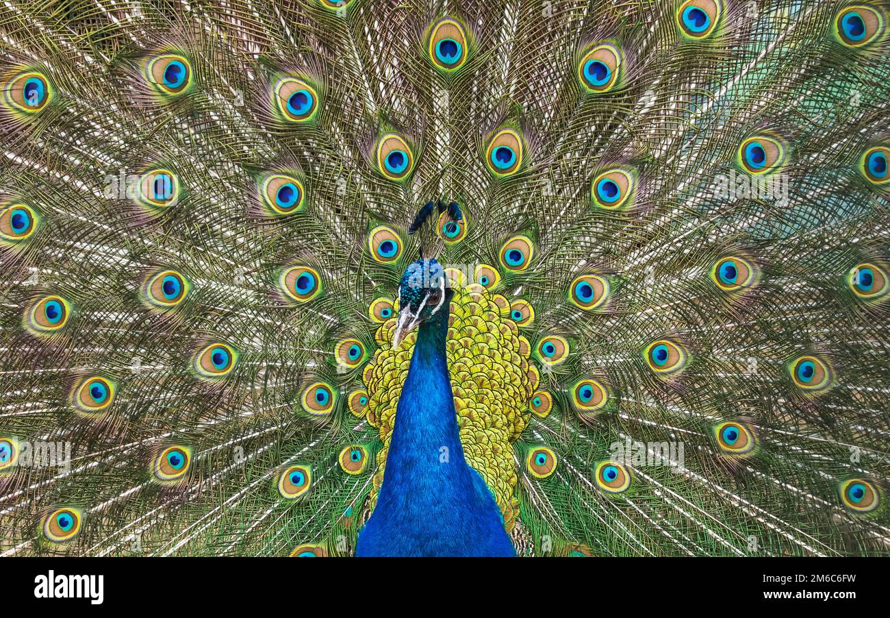 Monde animal sauvage. Peacock avec queue colorée. Banque D'Images