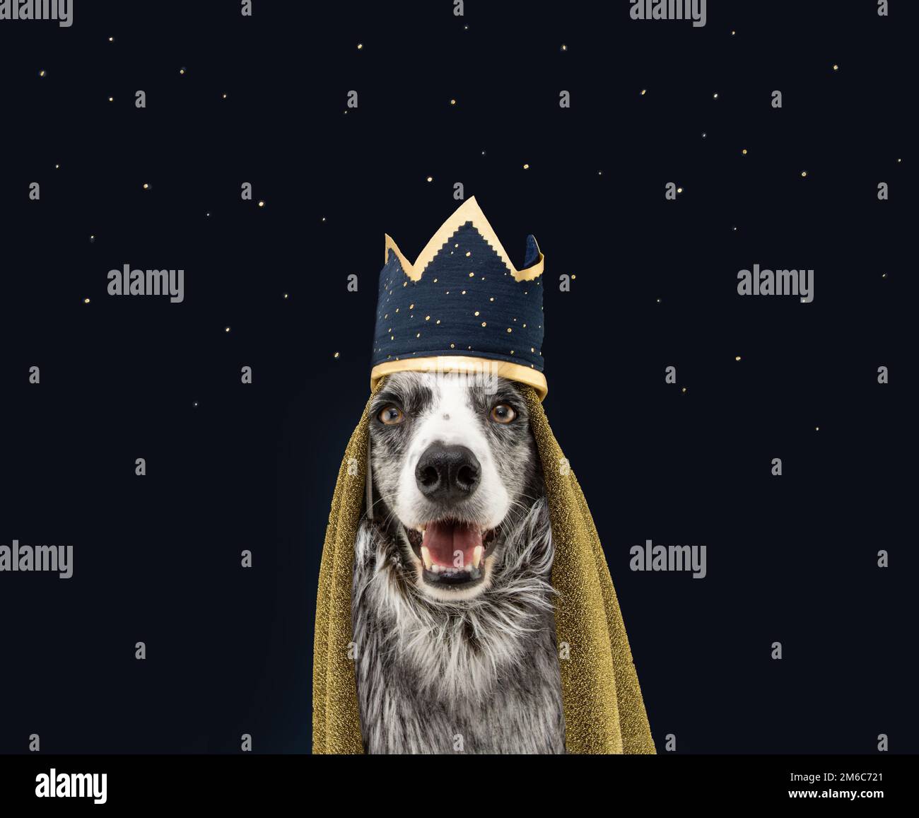 Chien de collie de la frontière célébrant les trois Magi roi d'Orient, les trois Sages, Melchior, Caspar et Balthasar. Isolé sur fond bleu Banque D'Images