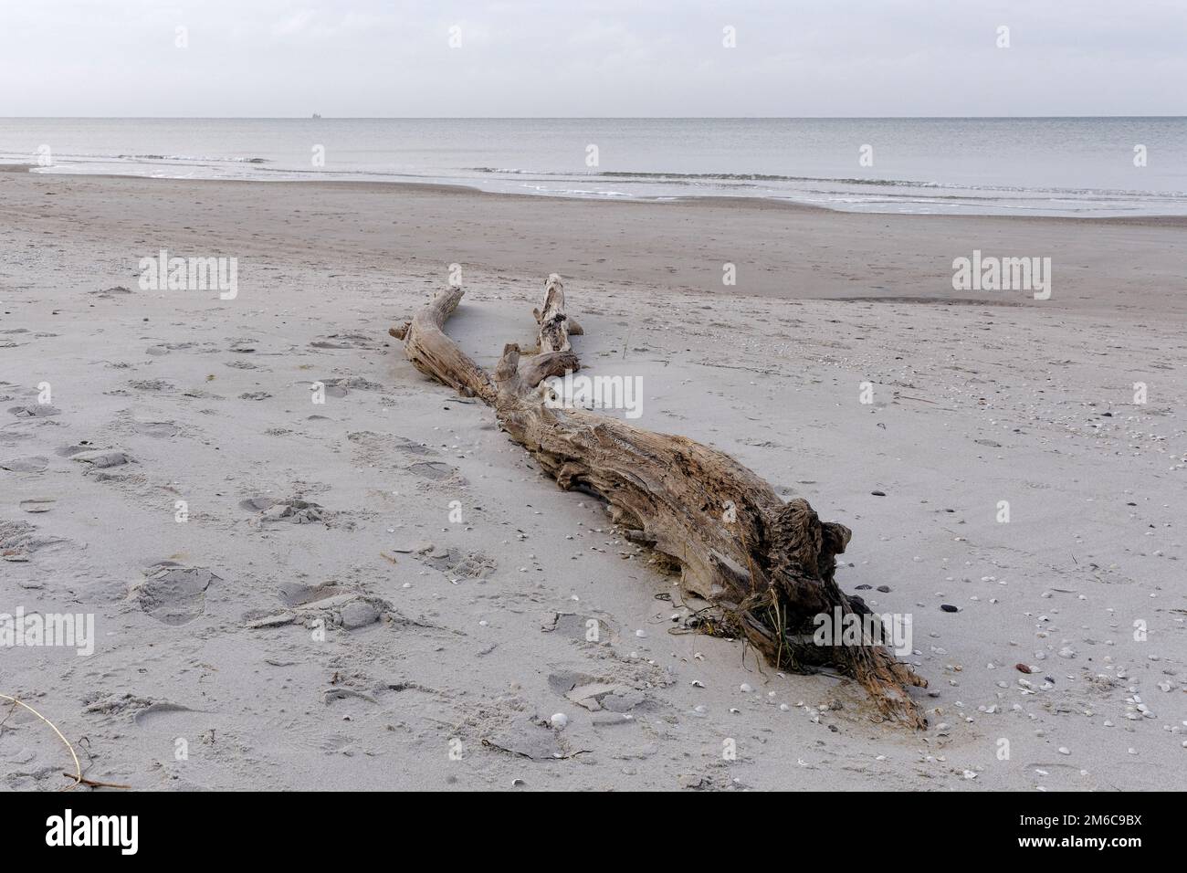 L'hiver sur la côte ouest de Weststrand. Un tronc d'arbre délavé se trouve sur la plage. Darß, Fischland-Darß-Zingst, Mecklenburg-Vorpommern, Allemagne Banque D'Images
