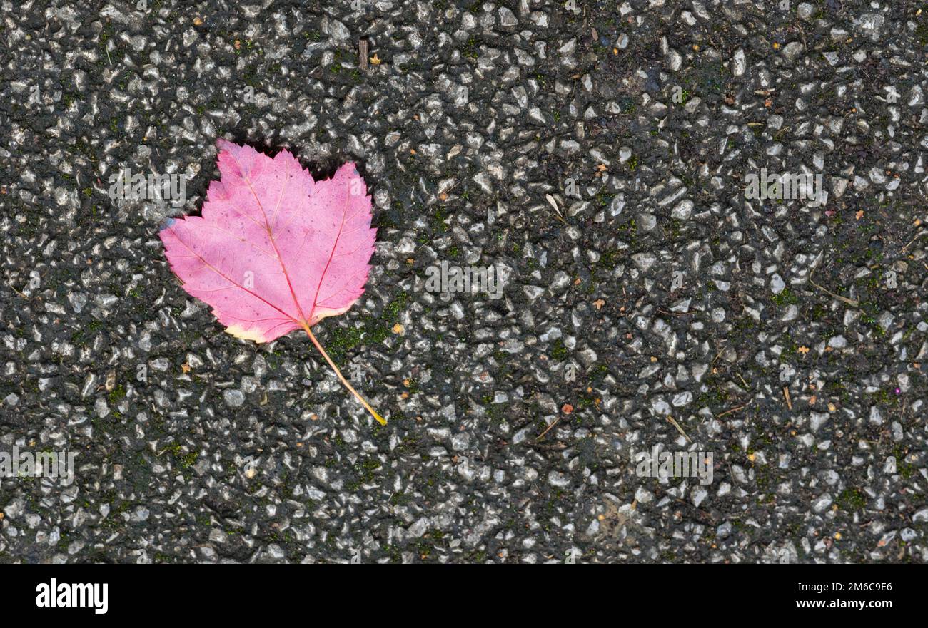 Feuille d'automne tombée solitaire colorée sur un trottoir. Banque D'Images