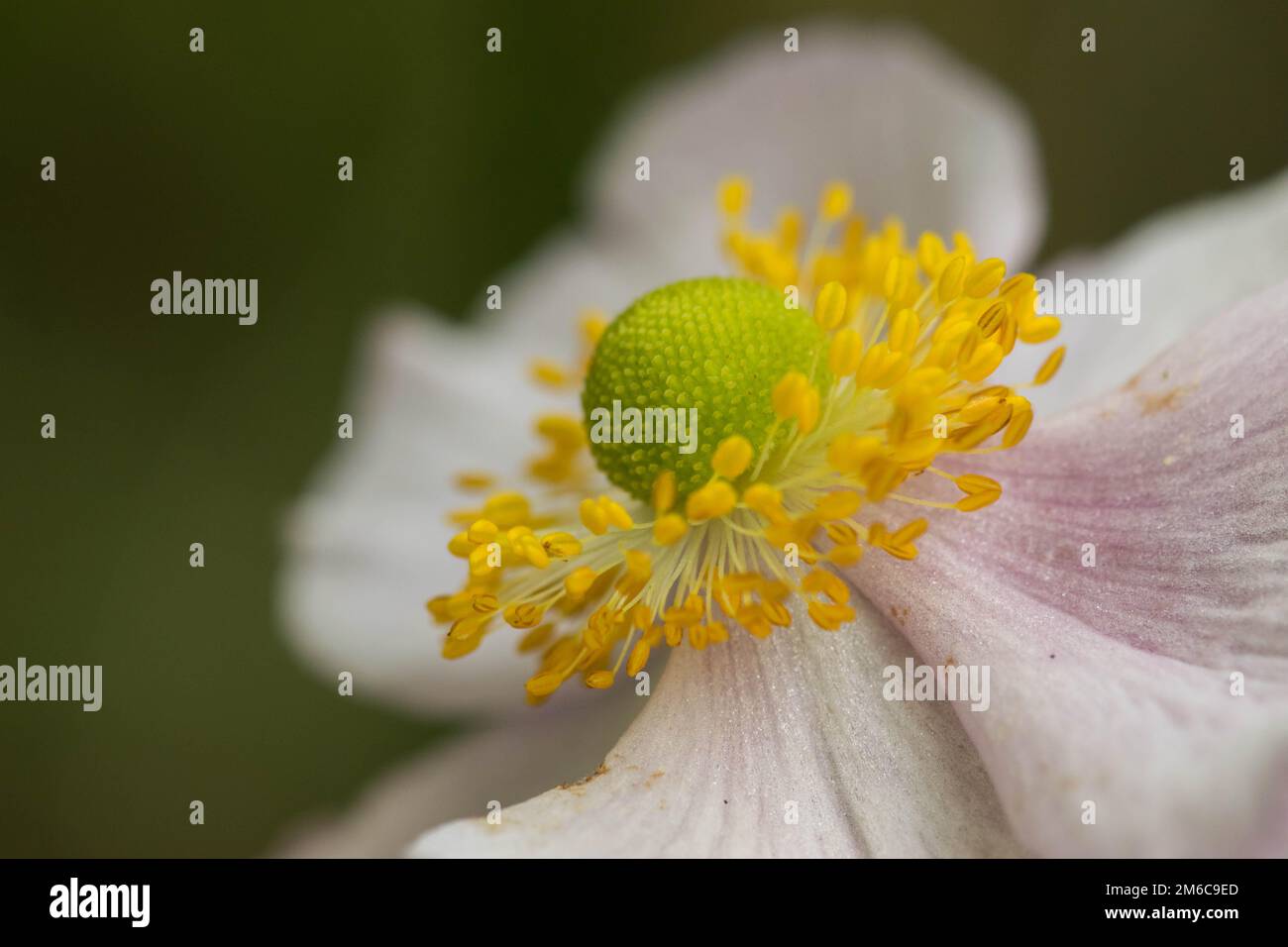 Extreme close up d'une étamine de fleurs colorées et de la stigmatisation. Banque D'Images