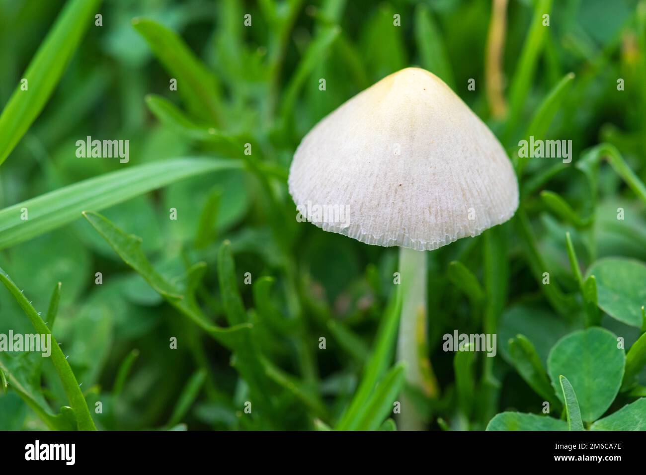 Panaeolus papilionaceus, Panaeolus campanulatus, BELL CAP MUSHROOM close up avec fond d'herbe verte Banque D'Images