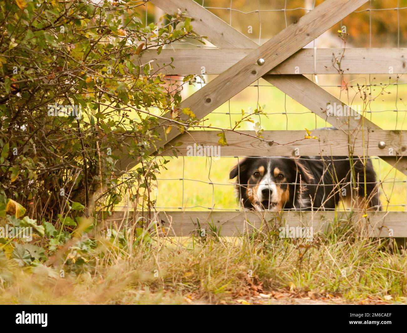 Barking frontière noire chien de collie derrière la clôture maison de campagne Banque D'Images