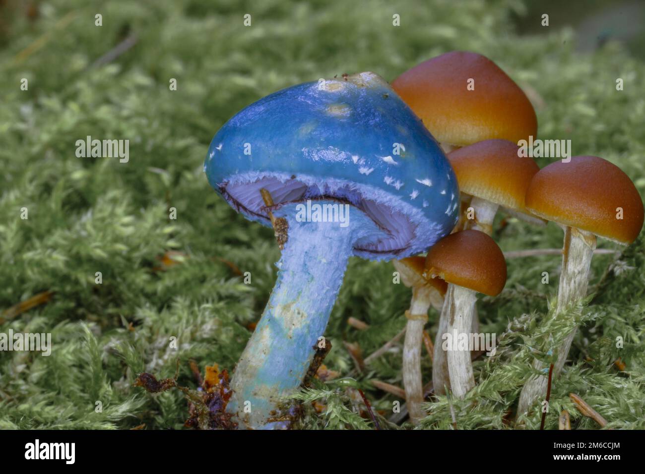 Un champignon bleu dans la forêt de pins - Stropharia aeruginosa (Curtis) quél. 1872 Banque D'Images