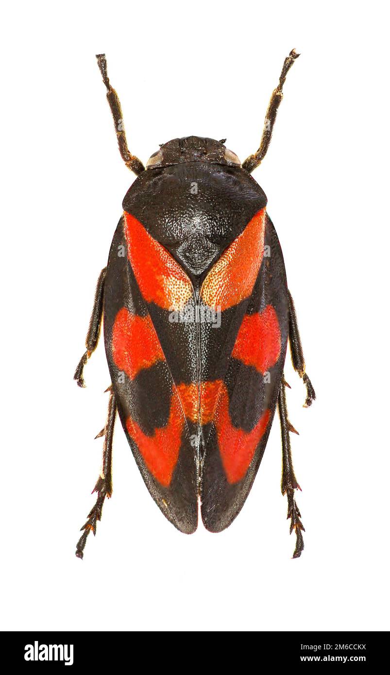 Froghopper rouge et noir sur fond blanc - Cercovis vulnerata (Rossi, 1807) Banque D'Images