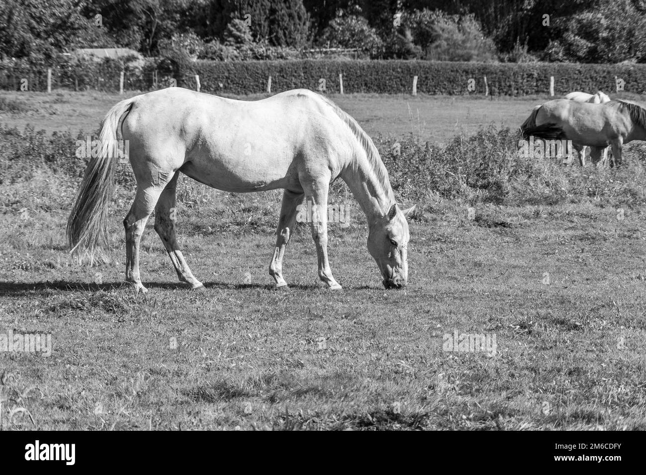 Un cheval blanc dans la prairie Banque D'Images