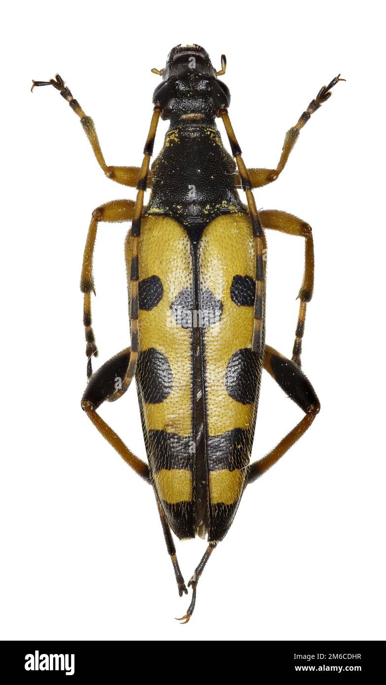 Le longicorne noir et jaune sur fond blanc - Rutpela maculata (Poda, 1761) Banque D'Images