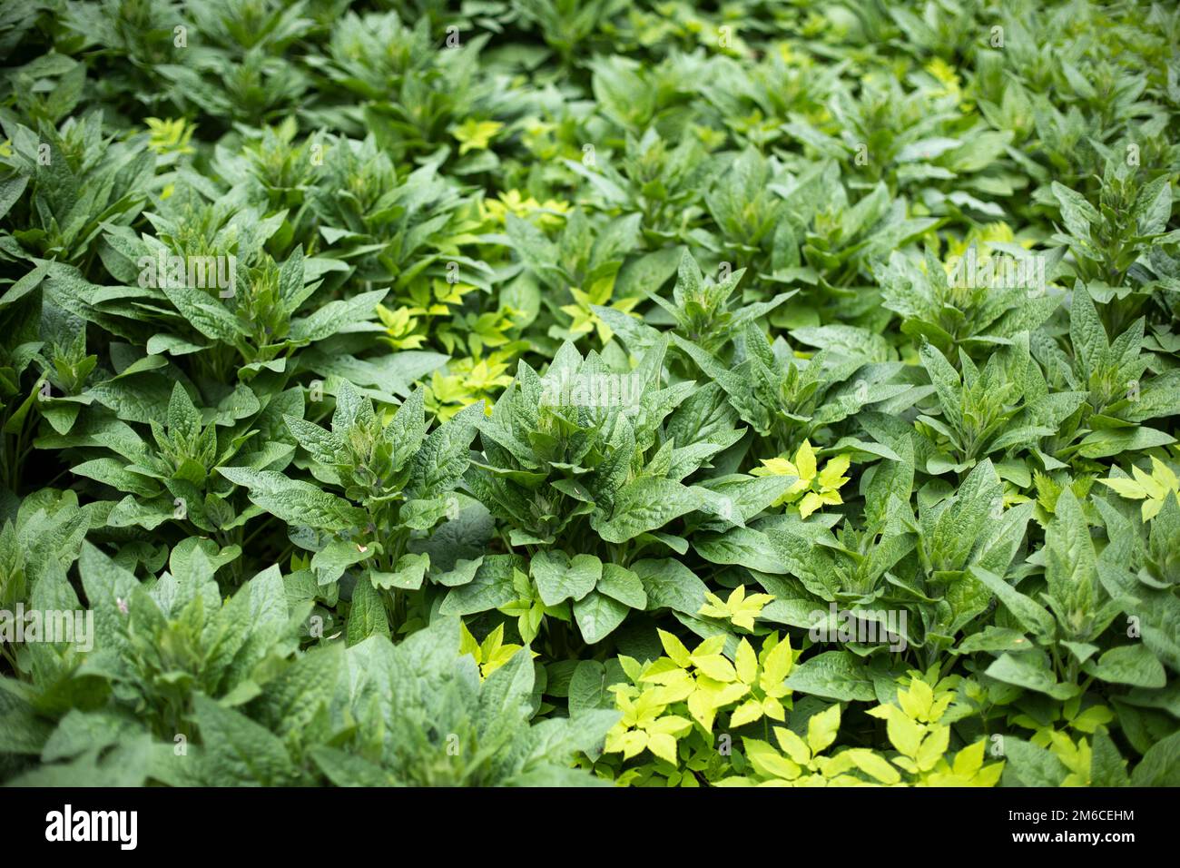 Épaississement de plantes vertes en forêt. Beaucoup de feuilles. Banque D'Images