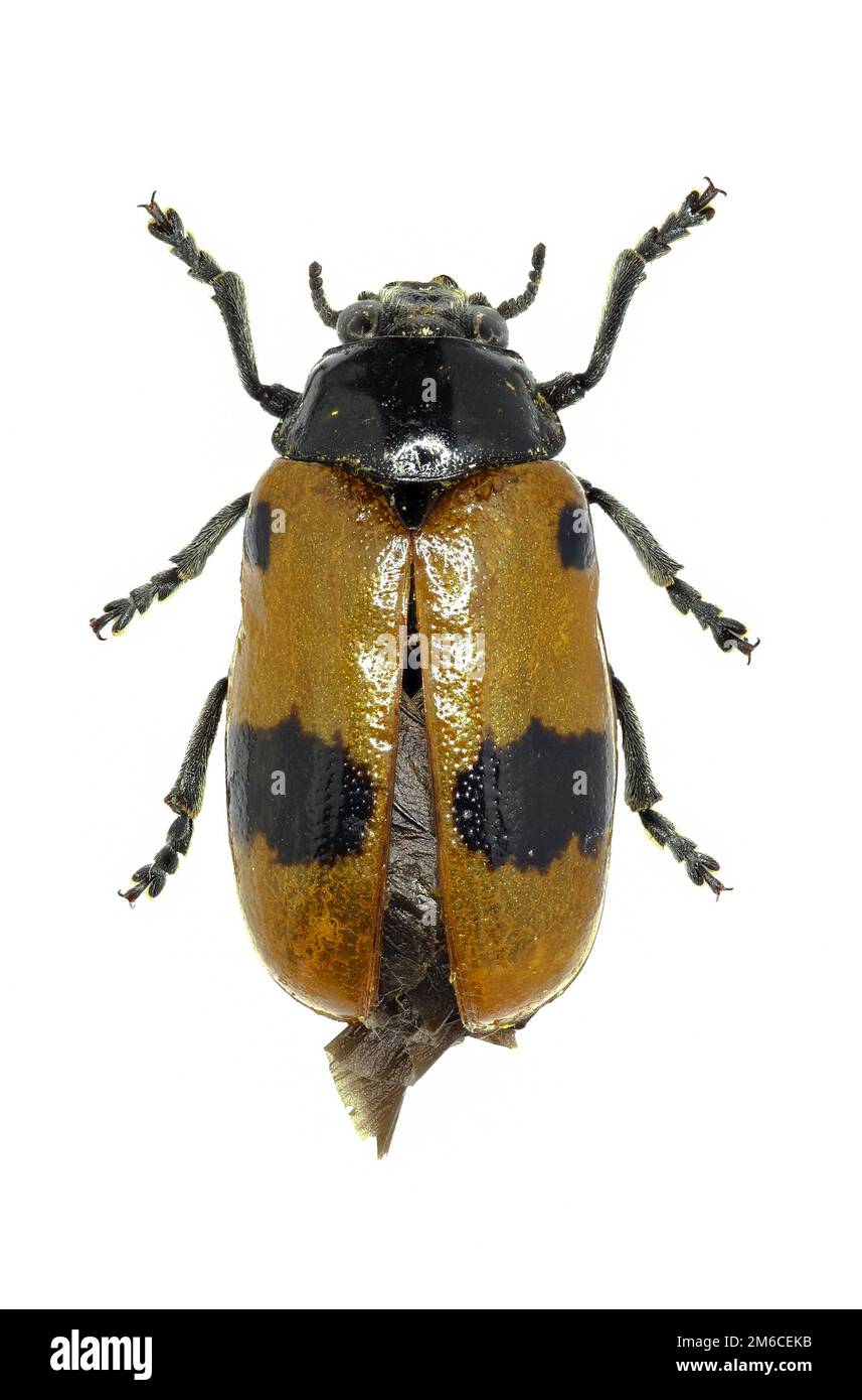 Les iguanes à Leaf Beetle sur fond blanc - Clytra laeviuscula (Ratz., 1837) Banque D'Images