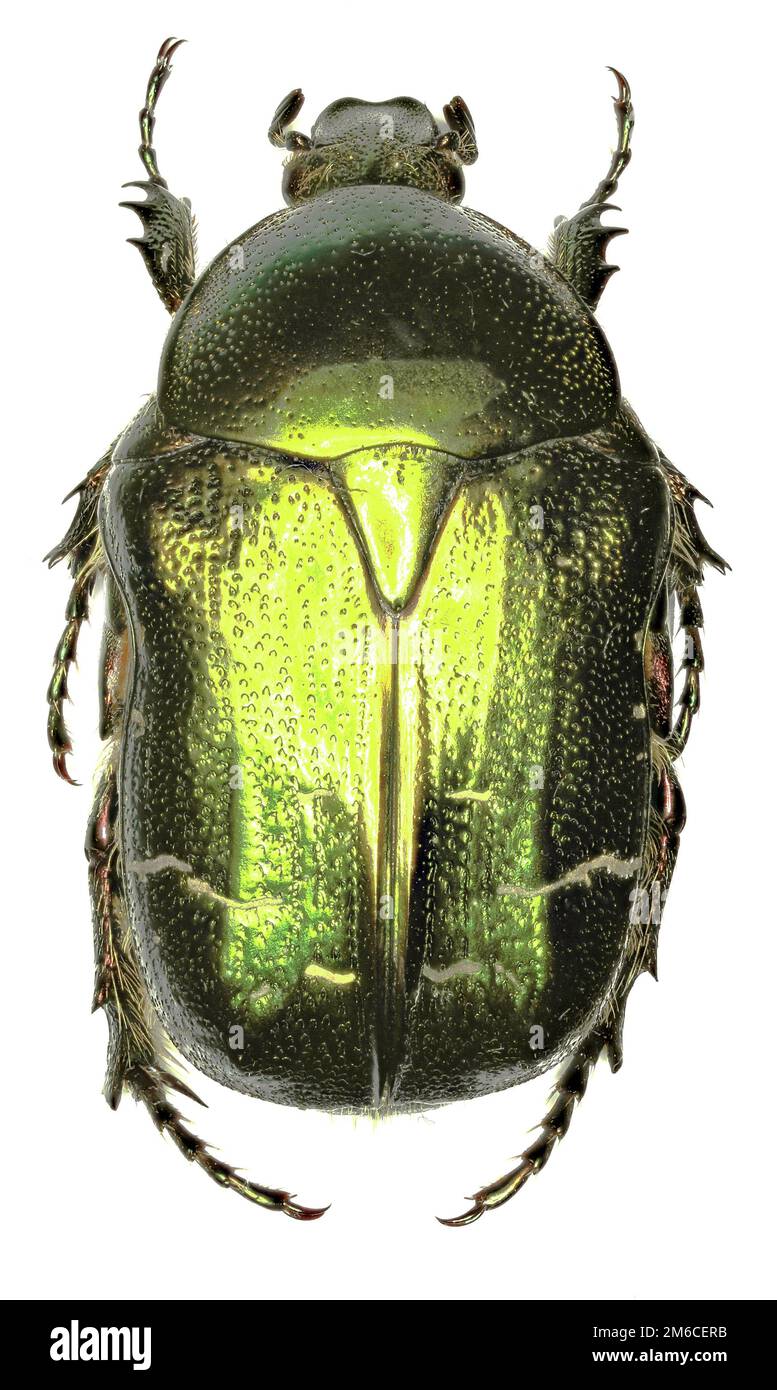 Couverture Rose sur fond blanc - Cetonia aurata (Linnaeus, 1761) Banque D'Images