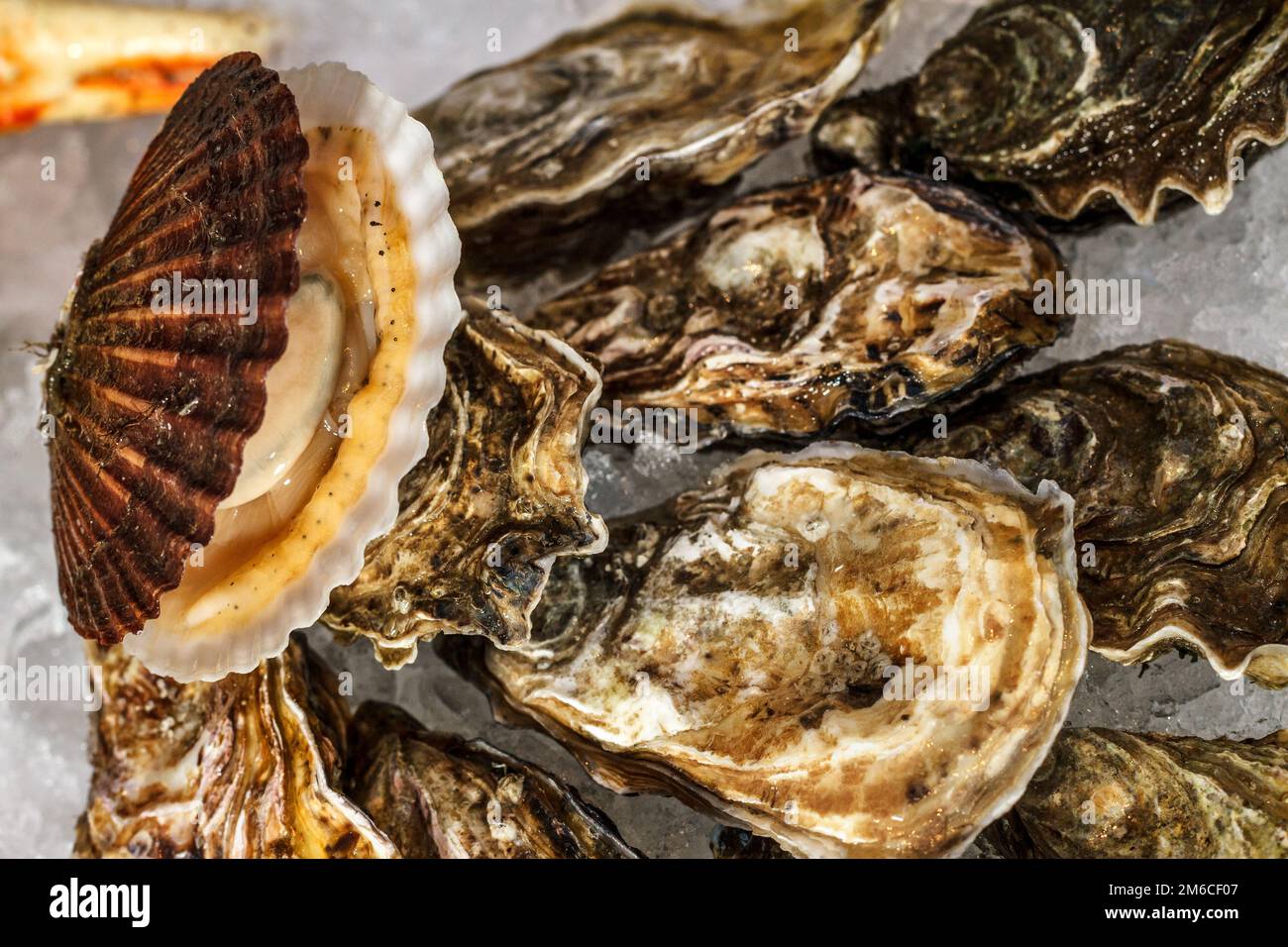 Huîtres sur la glace Banque D'Images