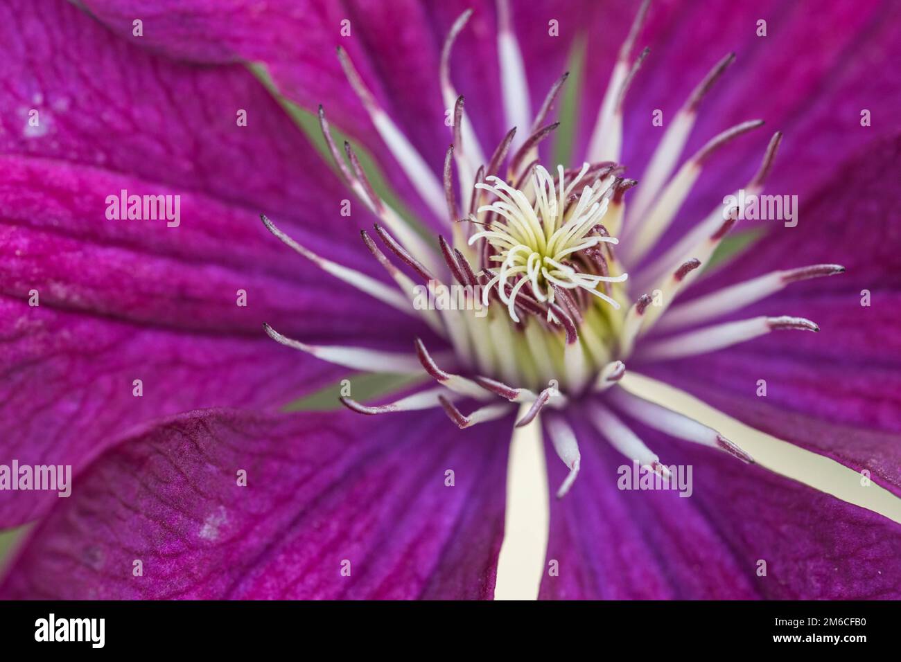 Extreme close up d'une étamine de fleurs colorées et de la stigmatisation. Banque D'Images