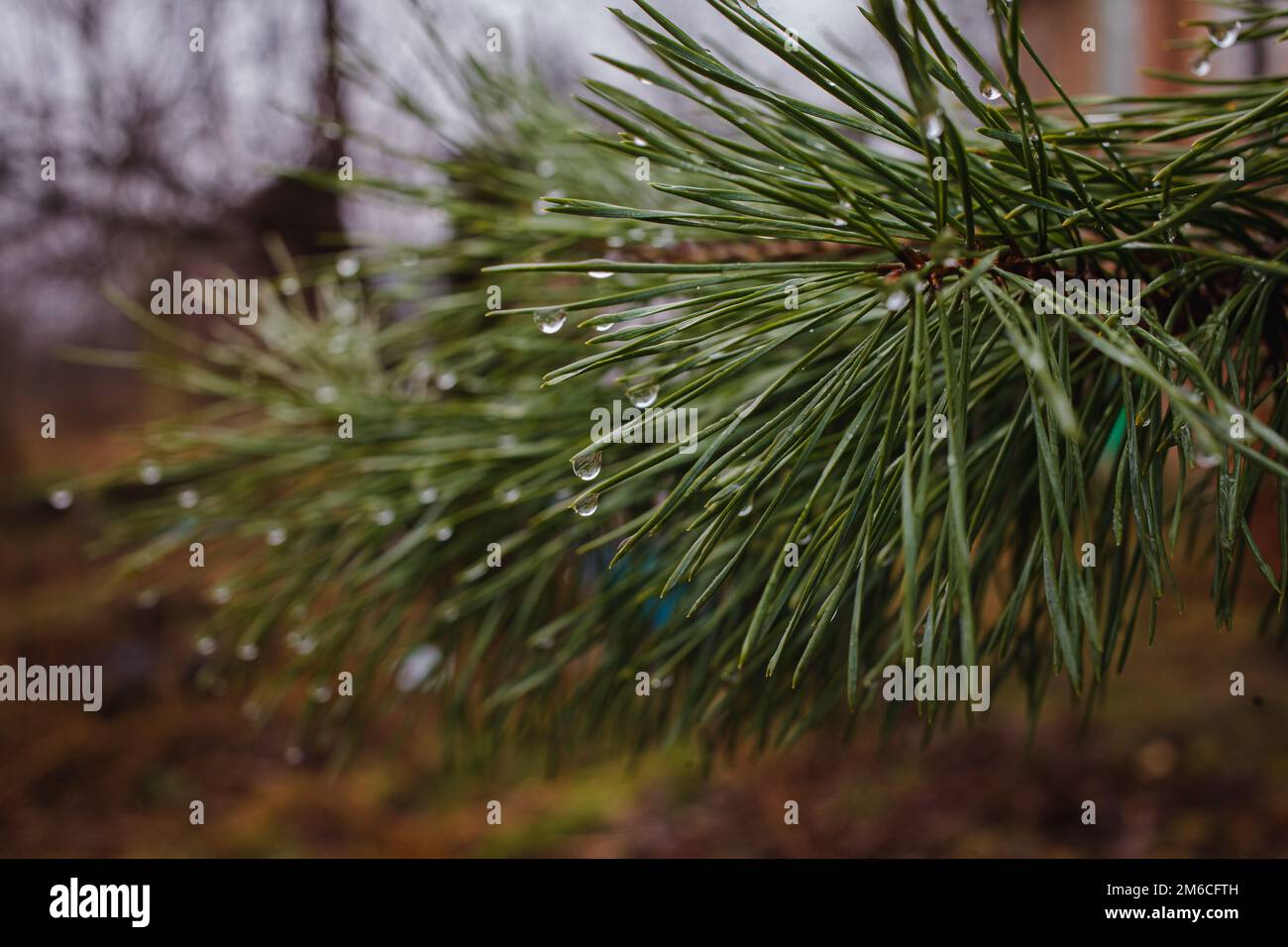 larmes de noël de gouttes de pluie sur pin Banque D'Images