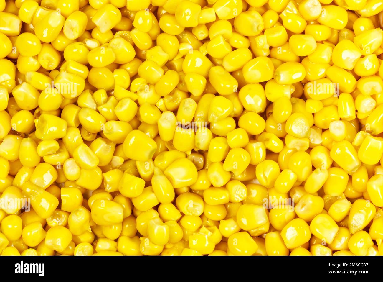 Les grains de maïs se ferment sur toute la surface de l'image Banque D'Images
