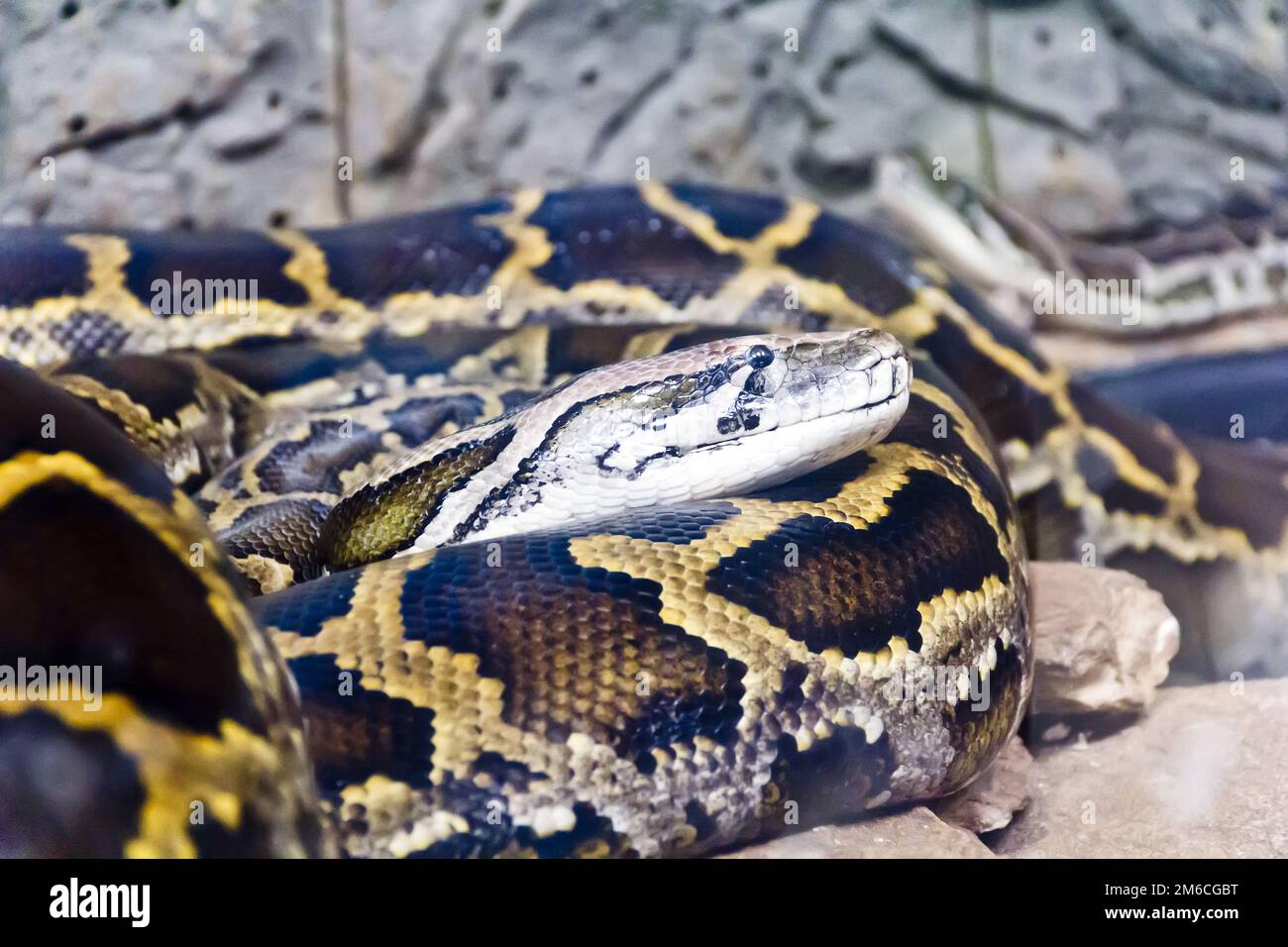 Tête de Python au milieu de pierres Banque D'Images