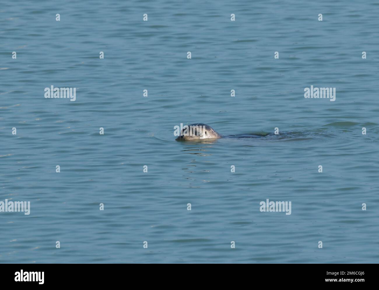 Piscine d'étanchéité Banque D'Images