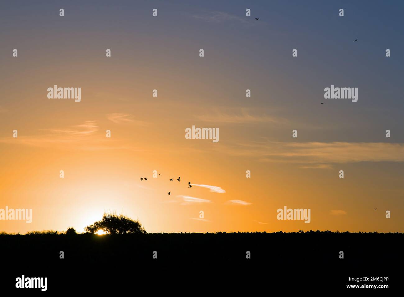 Le soleil se lève derrière l'arbre Banque D'Images
