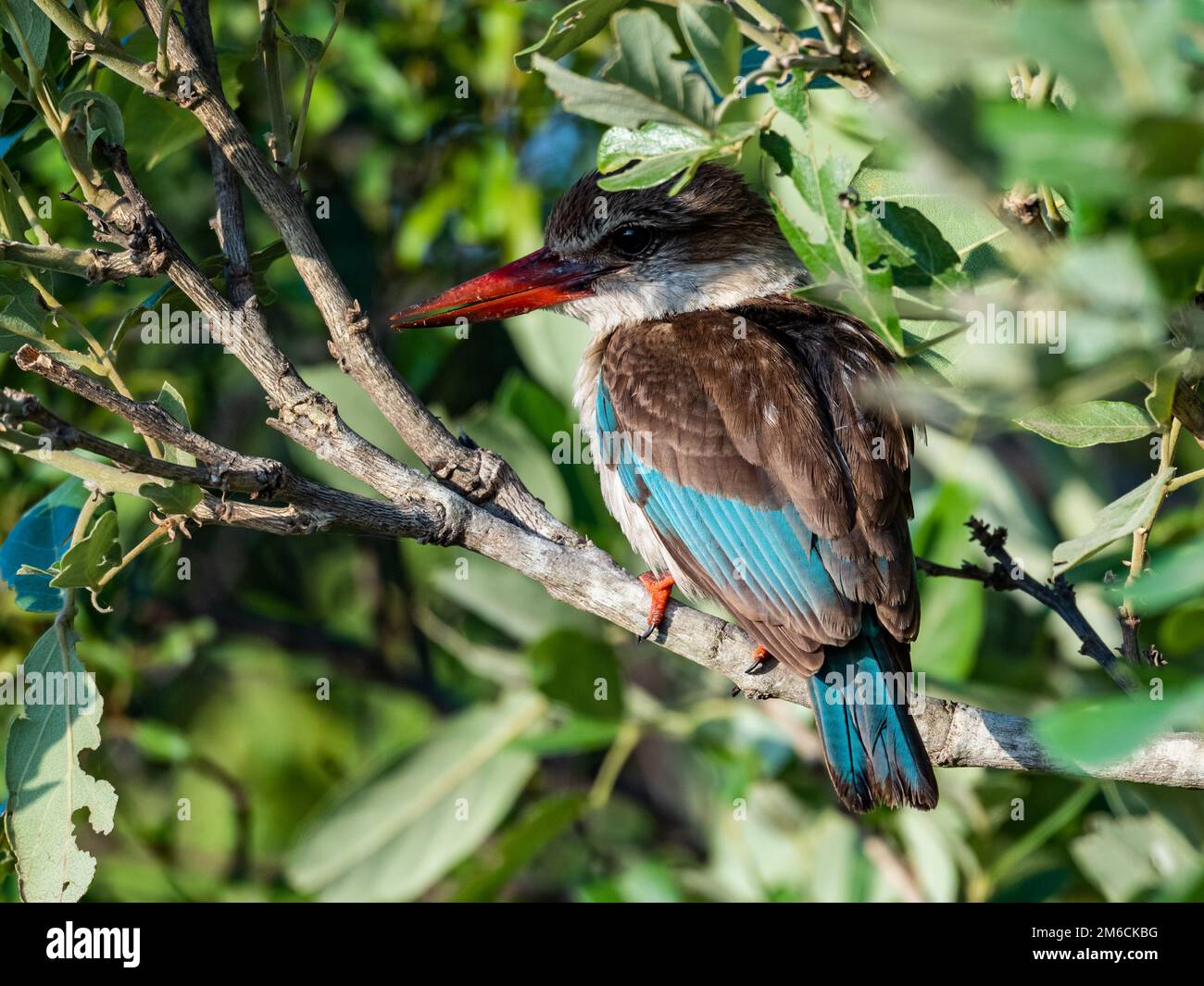 Un Kingfisher à capuchon brun (Halcyon albiventris) perché sur une branche. Parc national Kruger, Afrique du Sud. Banque D'Images