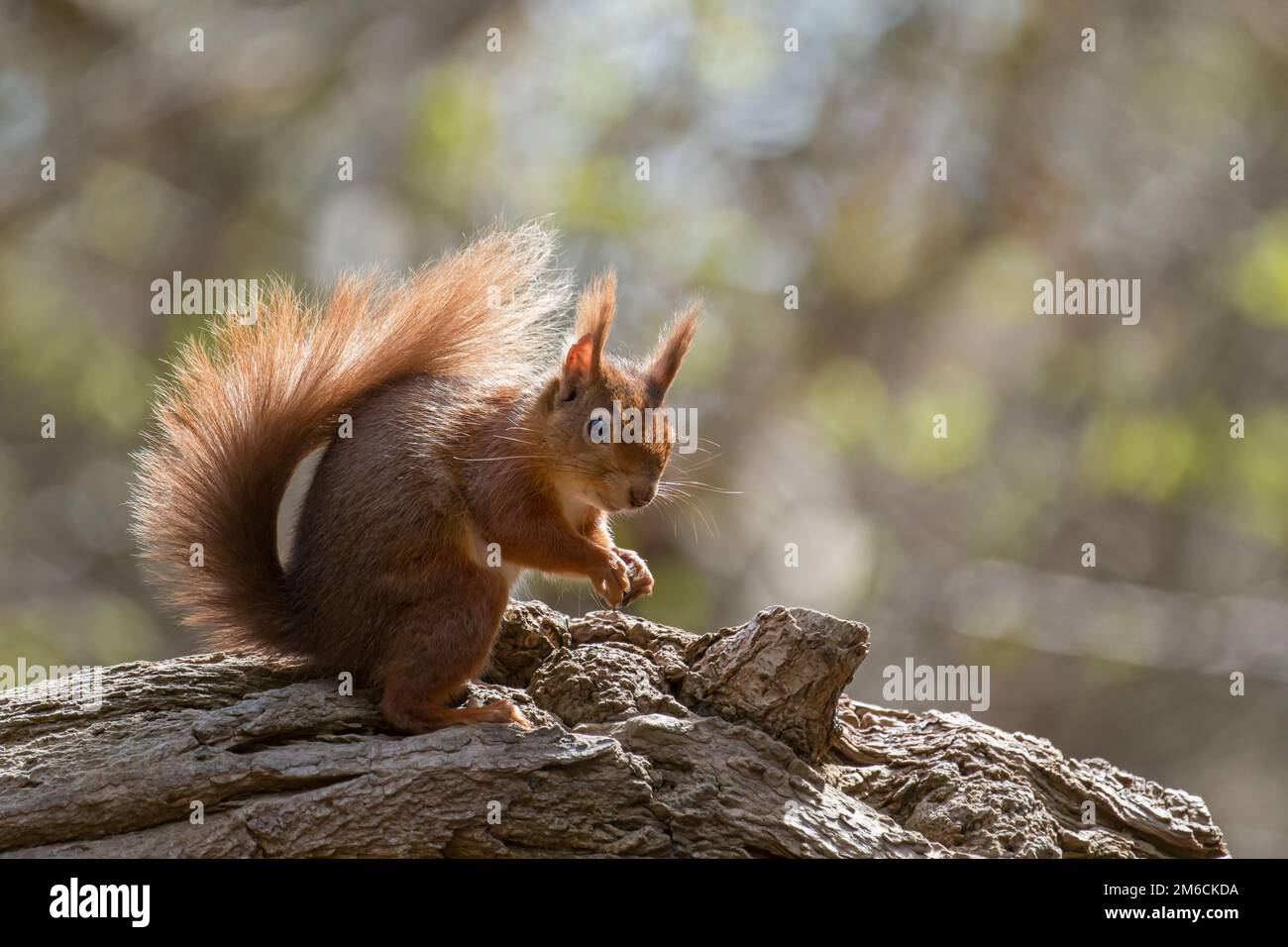 Écureuil rouge originaire de Grande-Bretagne sur un arbre tombé sur l'île de Brownsea Banque D'Images