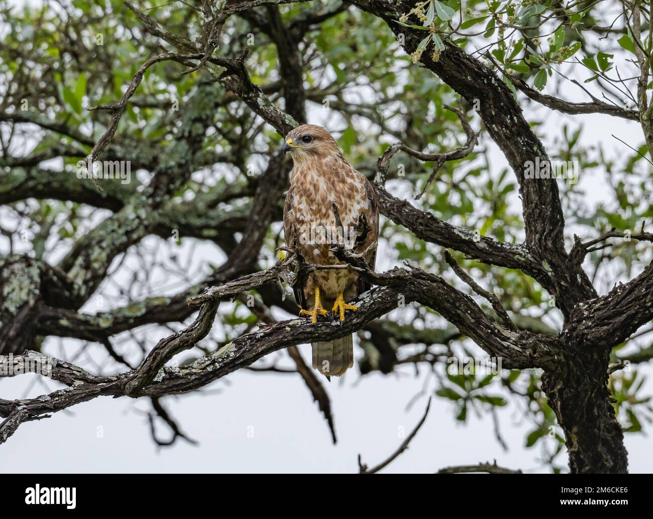 Un Buzzard commun (Buteo buteo) perché sur un arbre. Parc national Kruger, Afrique du Sud. Banque D'Images