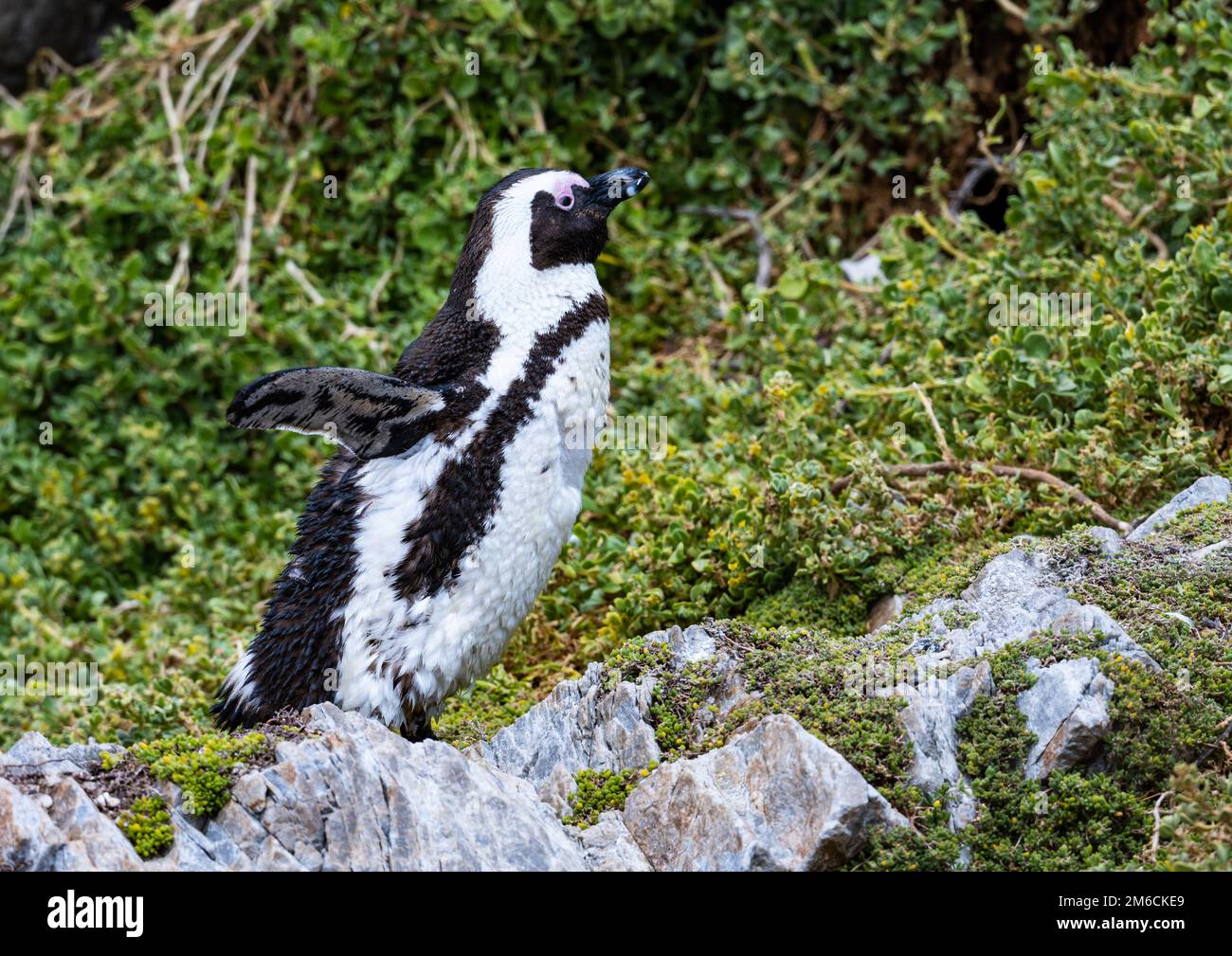 Un manchot africain (Spheniscus demersus) en voie de disparition marchant sur un affleurement rocheux. Cap occidental, Afrique du Sud. Banque D'Images