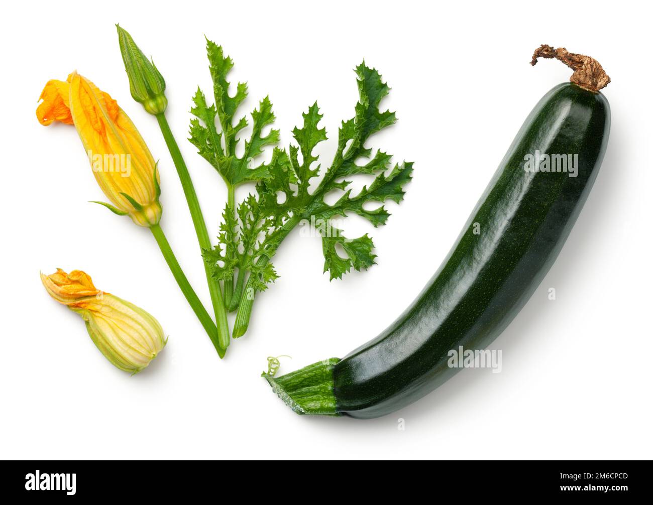 Zucchini vert avec feuille et fleur isolées sur fond blanc Banque D'Images