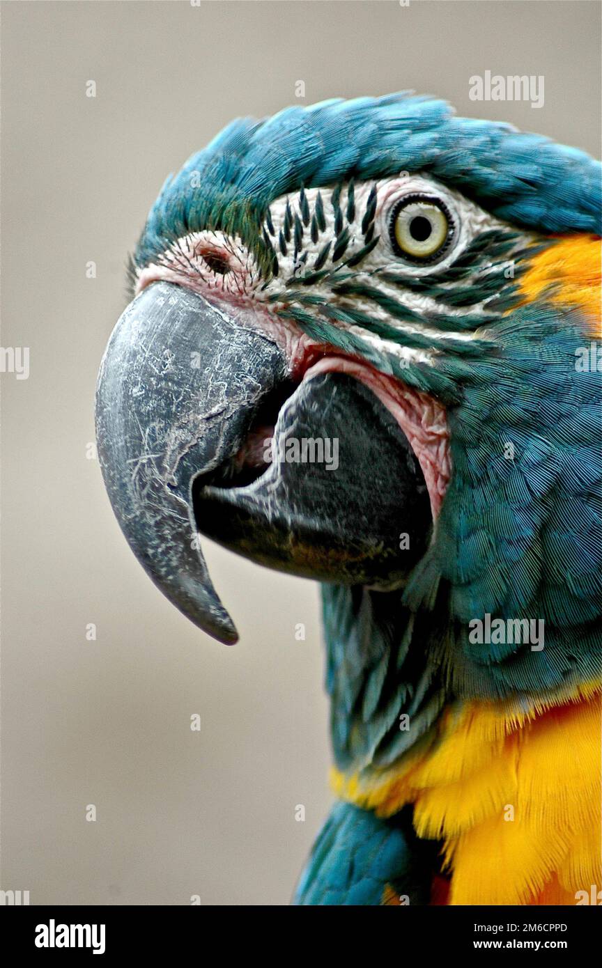 Gros plan d'une Macaw bleue et dorée Banque D'Images