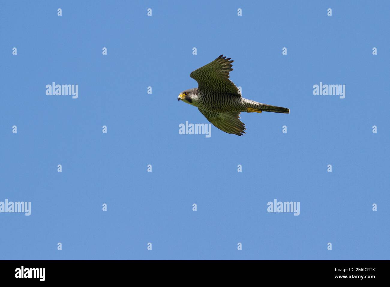 Faucon pèlerin flying autour des roches sur une journée ensoleillée d'été dans le ciel bleu Banque D'Images