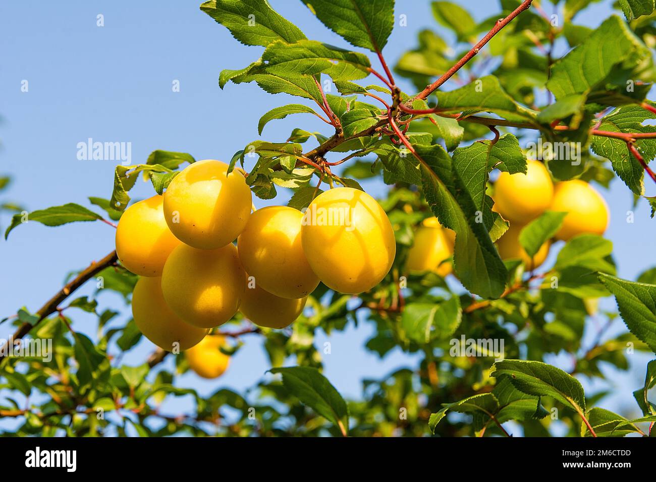 Mirabelle sur l'arbre dans le verger Banque D'Images