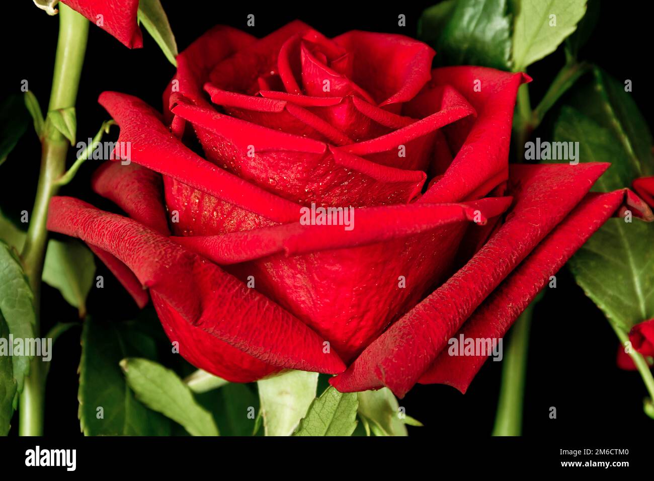 Rose rouge foncé avec gouttes de pluie en gros plan Banque D'Images