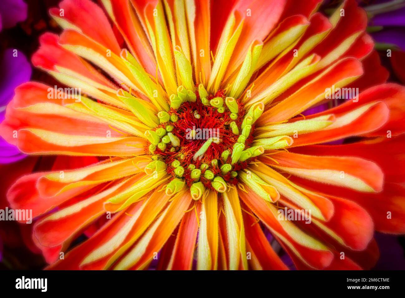 Pétales de Zinnia Banque D'Images