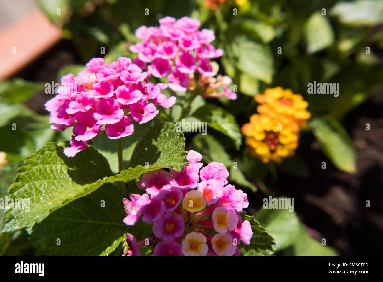 Fleur de camara de Lantana rose. Banque D'Images