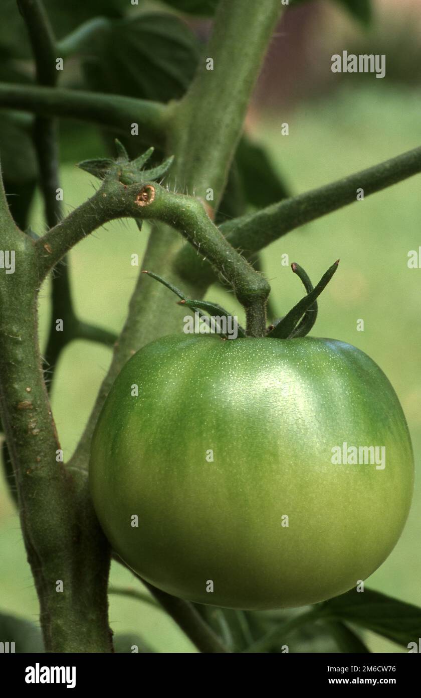 PLANT DE TOMATE BEEFSTEAK 'GROSSE LING' AVEC LE FRUIT VERT MÛRISSANT SUR LA VIGNE. Banque D'Images