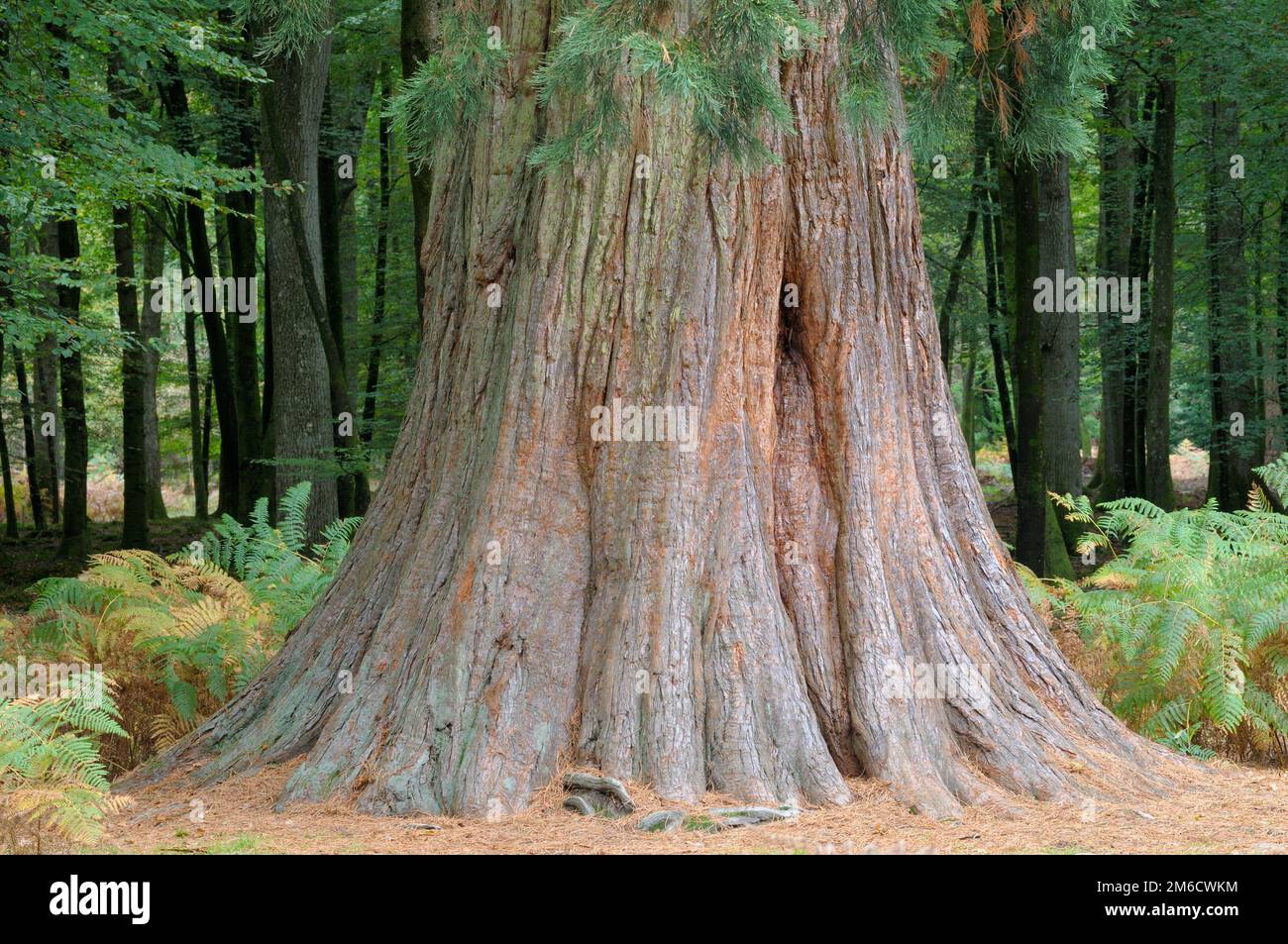 Séquoias géants ou Seqouia sur Rhinefield ornemental Drive dans le parc national de New Forest, Hampshire, Angleterre, Royaume-Uni. Banque D'Images