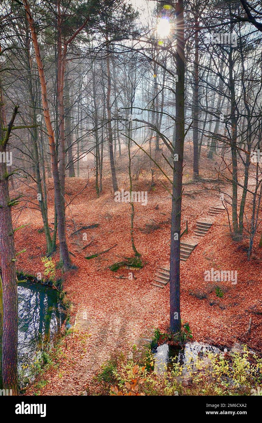 Forêt de hêtres en automne (Pologne) Banque D'Images