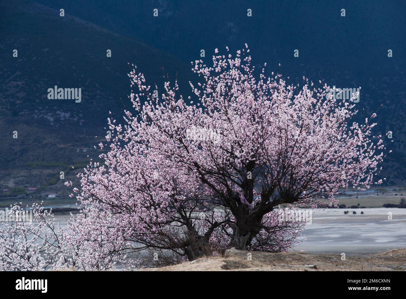 Fleur de la pêche Banque D'Images