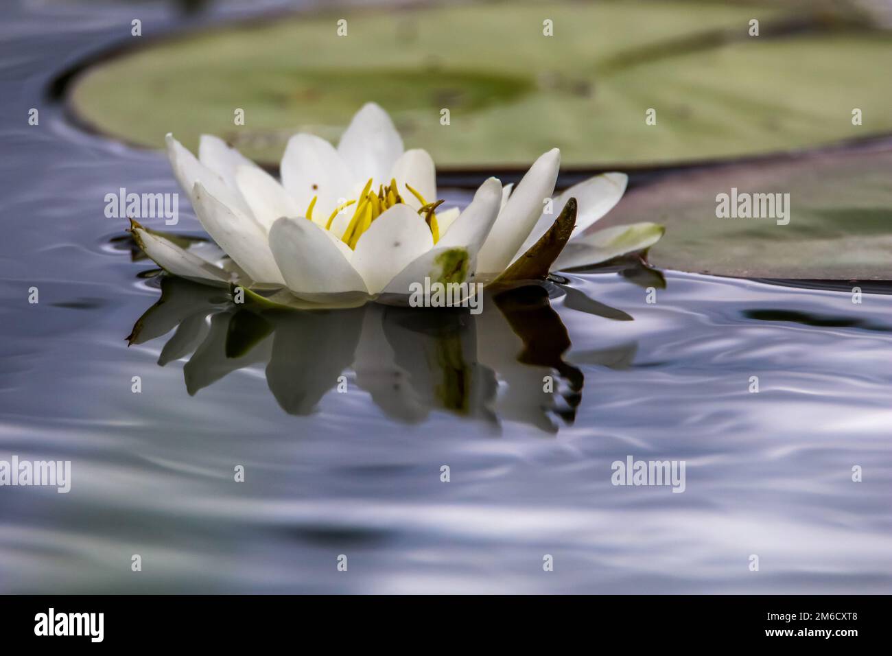Nénuphar blanc dans l'eau. Banque D'Images