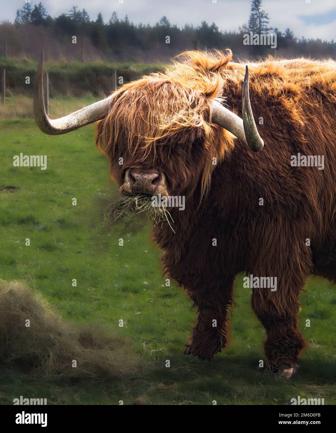 Highland Cow, connu sous le nom de Murdo, Scottish Highlands, mâchant du foin. Mise au point sélective sur la vache, avec des reflets améliorés. Mise au point douce sur l'arrière-plan et le foin. Banque D'Images