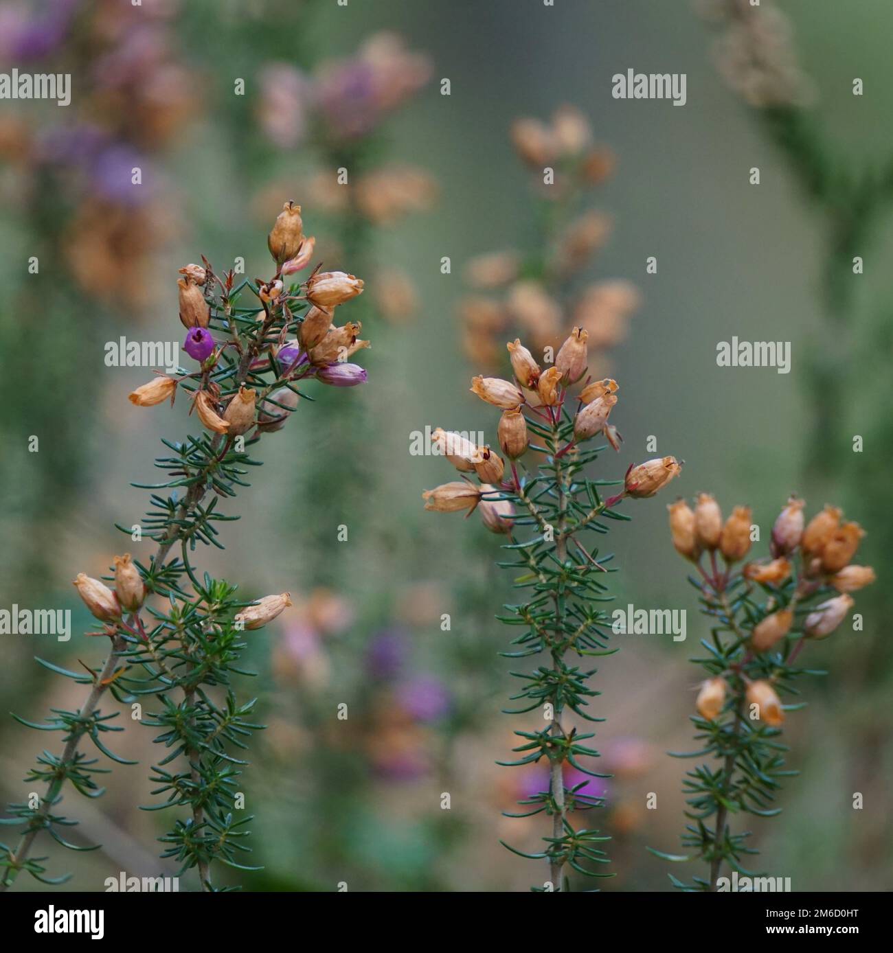 Plante à fleurs jaunes Banque D'Images