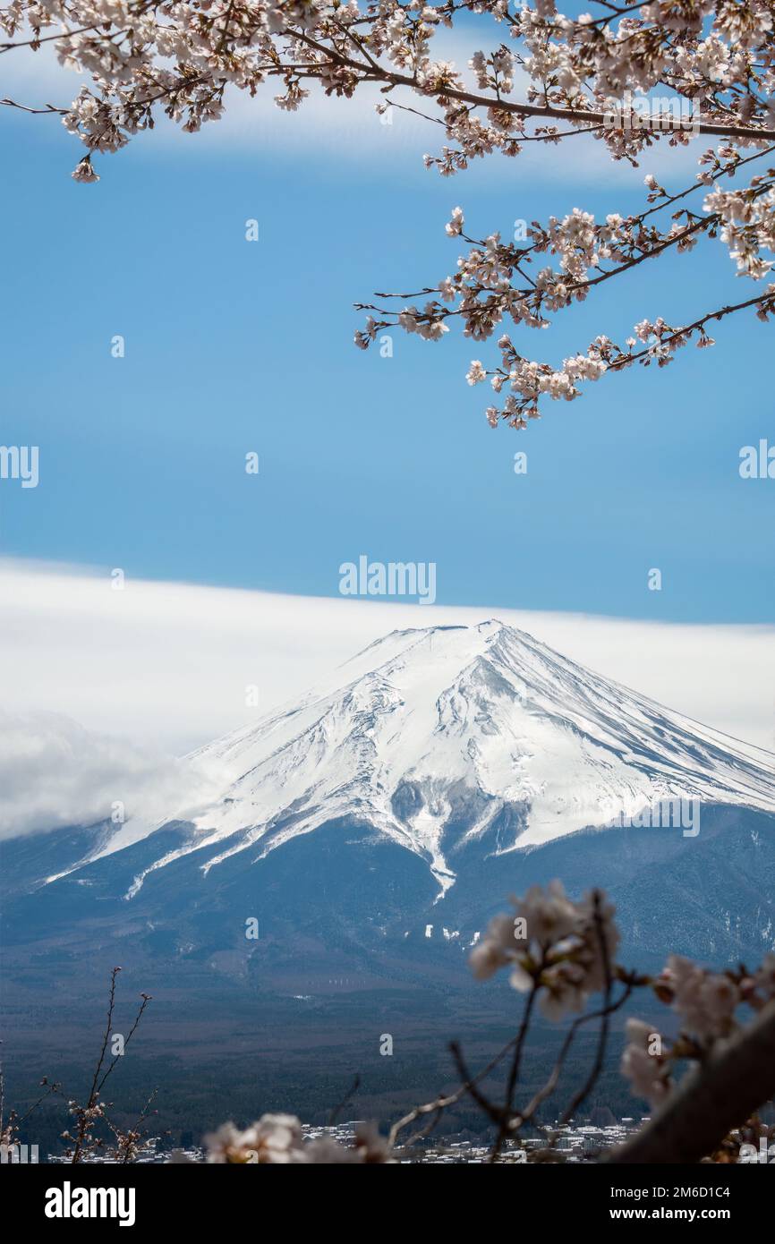Mt. Fuji encadré par des cerisiers en fleurs, région de Fuji cinq lacs, Japon. Format vertical. Banque D'Images