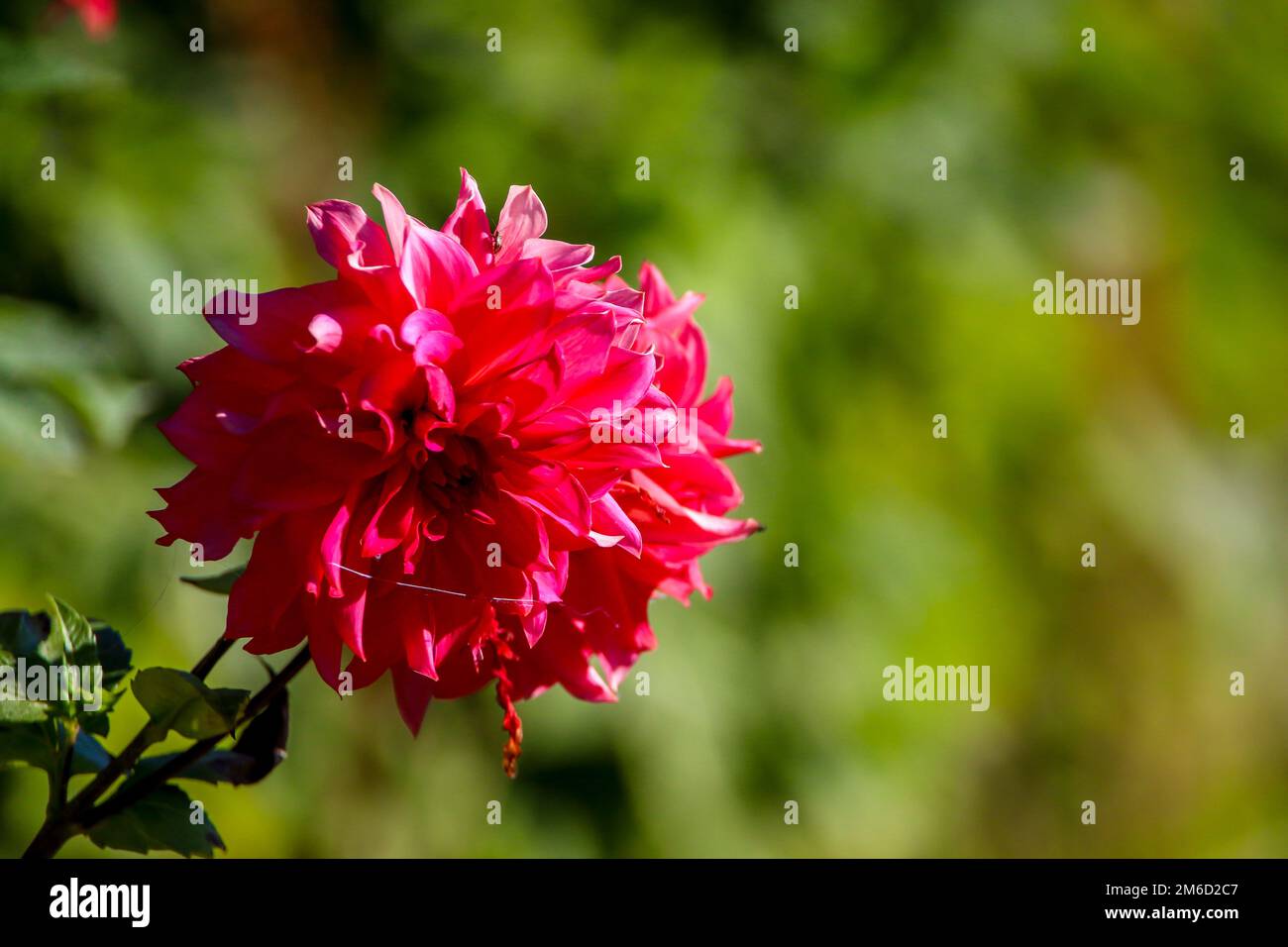 Dahlias roses dans un jardin vert. Banque D'Images