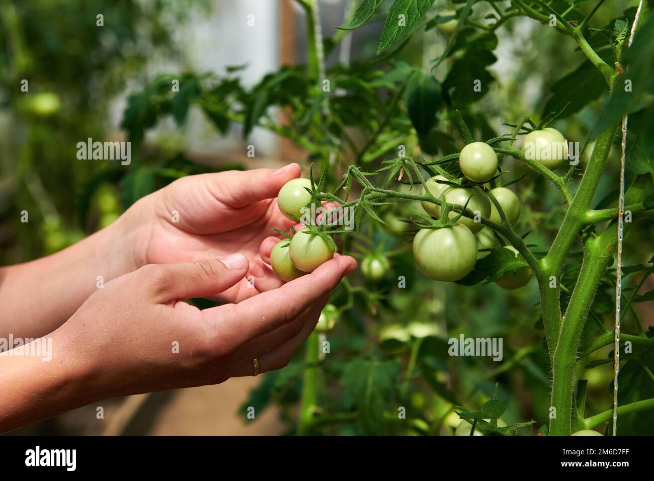 Femme regardant les tomates vertes de plantes en serre Banque D'Images