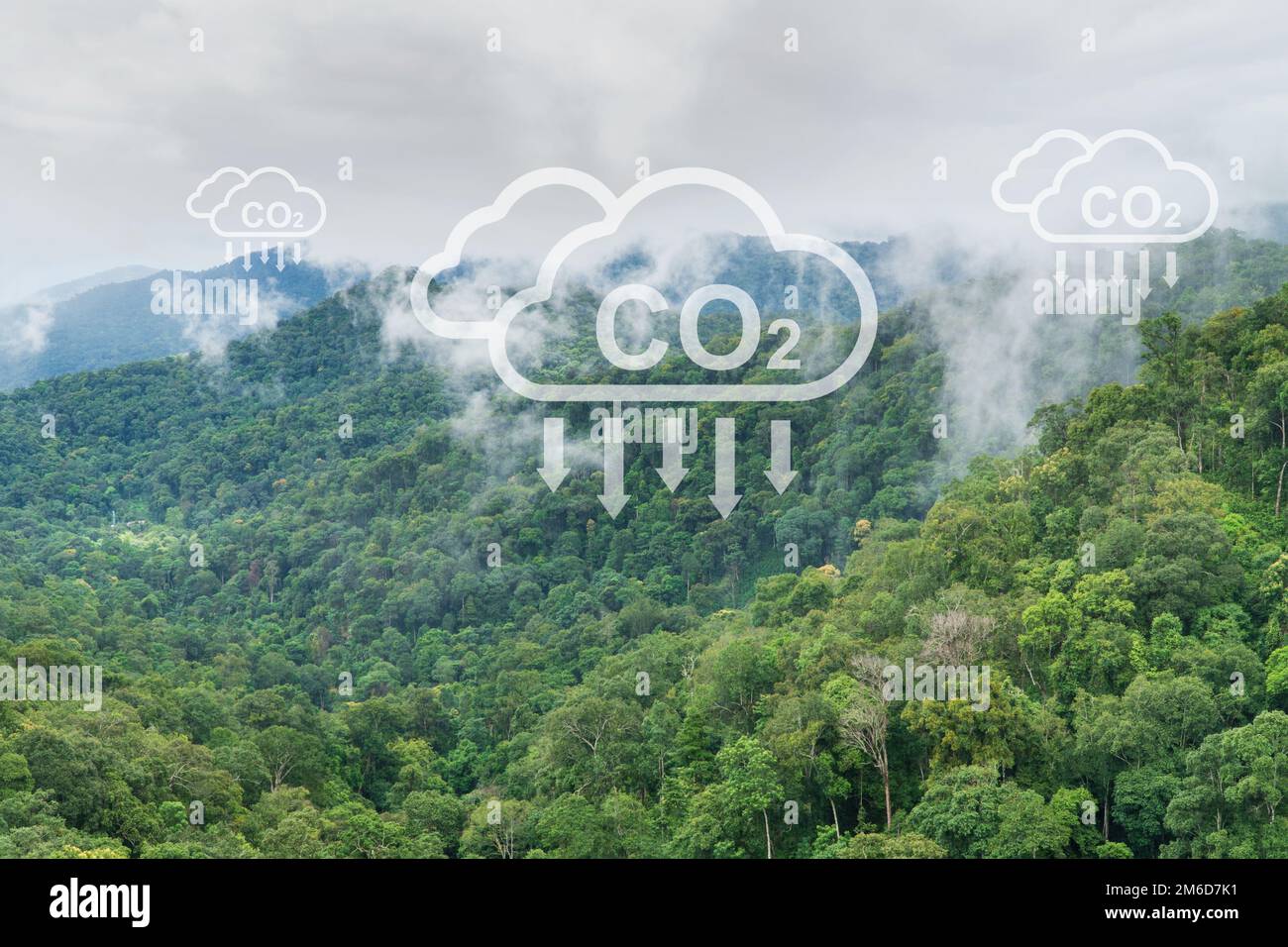 Les forêts tropicales peuvent absorber de grandes quantités de dioxyde de carbone de l'atmosphère. Banque D'Images